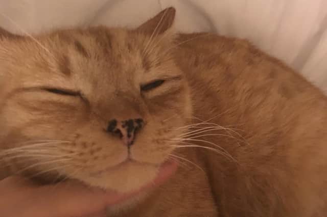 A smiling cat. Pic: J Christie