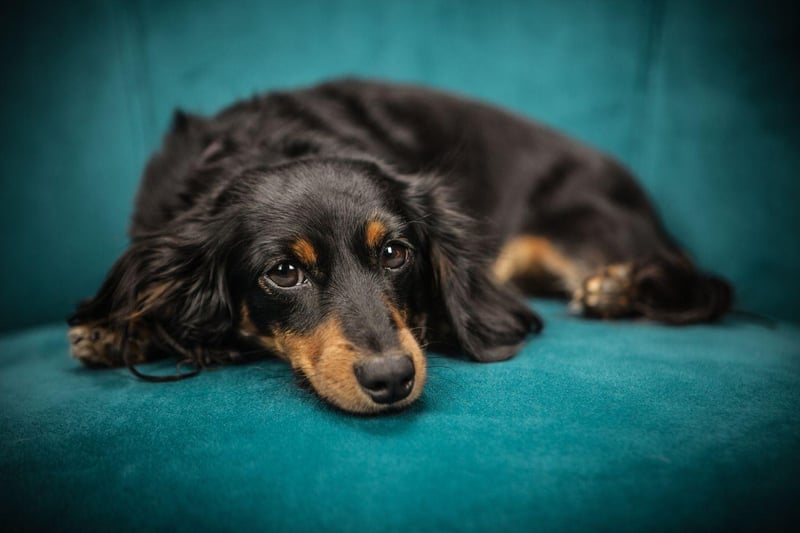 Coco is one of the most popular name for dogs of all breeds - and the same is true for Dachshunds.