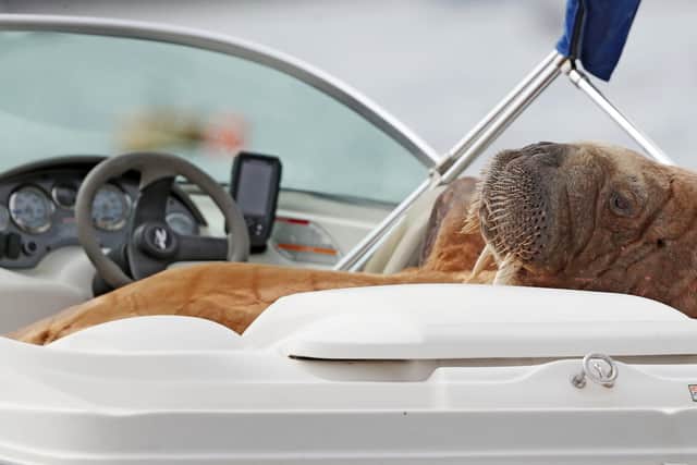 "Wally" the arctic walrus lounges in a speedboat at Crookhaven, Co. Cork.
