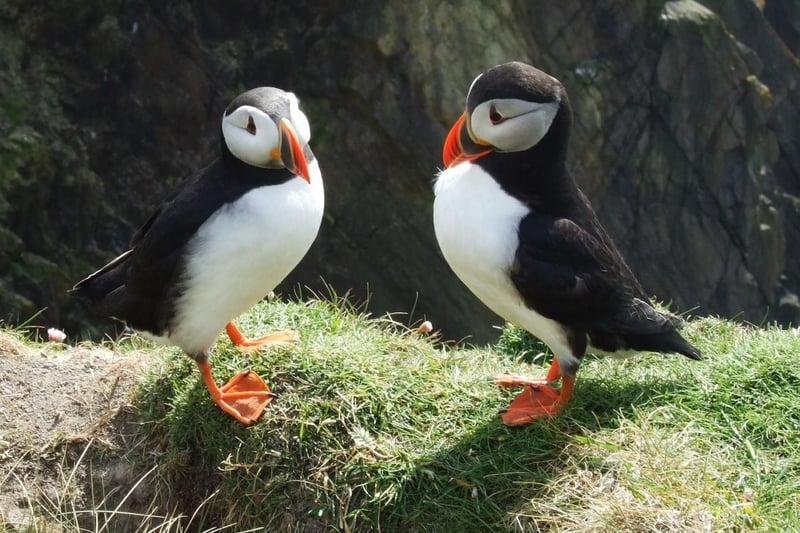 Sumburgh Head can be found on the southern tip of the Shetland Mainland. Aside from puffins and other seabirds, you can find birds like oystercatchers, house sparrows, wrens, wheatears and starlings.