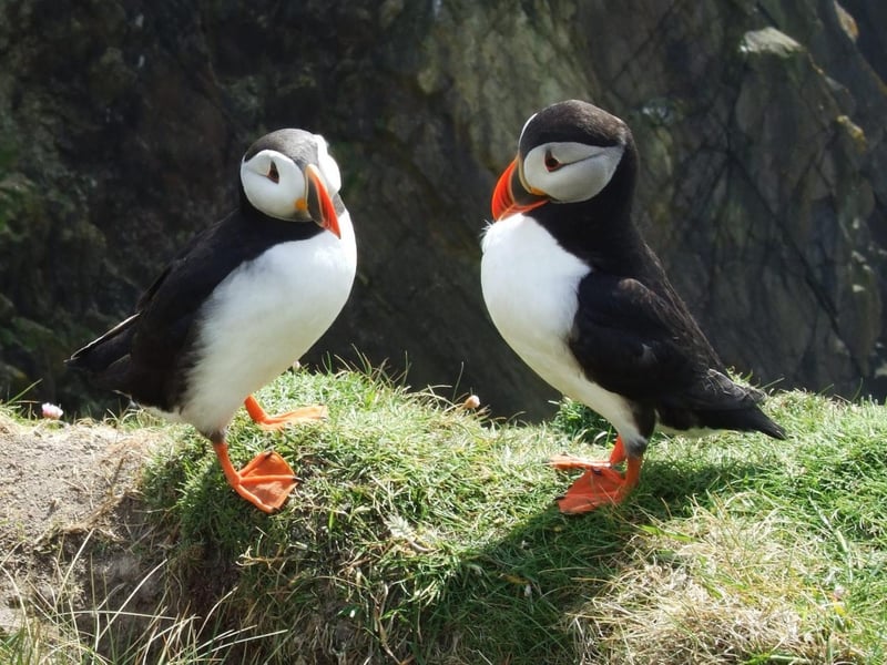 Sumburgh Head can be found on the southern tip of the Shetland Mainland. Aside from puffins and other seabirds, you can find birds like oystercatchers, house sparrows, wrens, wheatears and starlings.