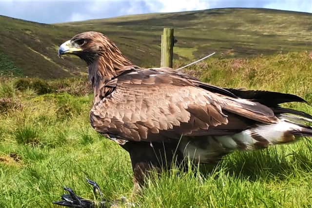 Female Beaky was one of the first young golden eagles translocated as part of the South of Scotland Golden Eagle Project, arriving in 2018
