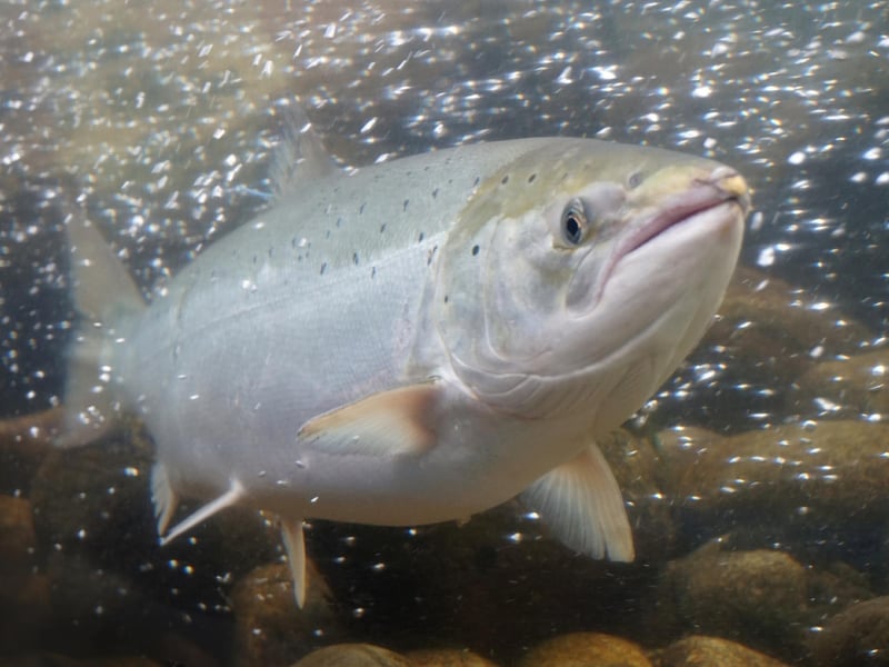As Salmon-spawning rivers reach record temperatures, Scotland has planned to launch mass tree-planting campaigns to create shade around rivers that will lower their temperatures to a level suitable to sustain Salmon eggs. There are 64,000 miles of Salmon river habitat in the country and 70% were estimated to be in sub-optimal conditions for their survival hence the plan to kick-start the tree-planting campaign that should boost Salmon well-being and biodiversity broadly.