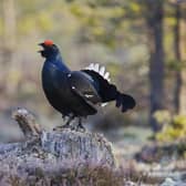 The Black Grouse or Blackgame is a large bird in the grouse family. Picture: Getty Images