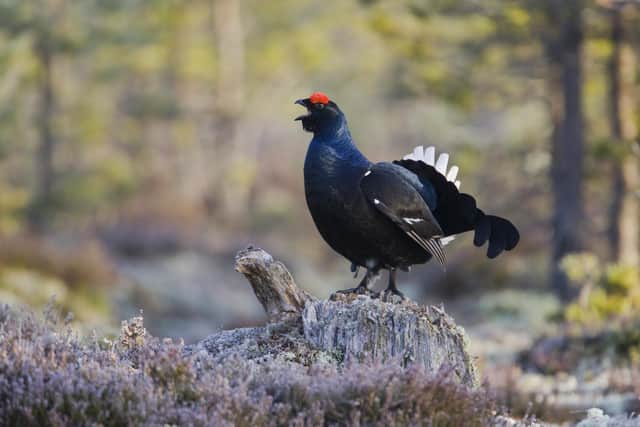 The Black Grouse or Blackgame is a large bird in the grouse family. Picture: Getty Images