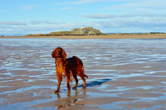 Yellowcraig Beach is a popular spot with East Lothian dog walkers (Shutterstock)