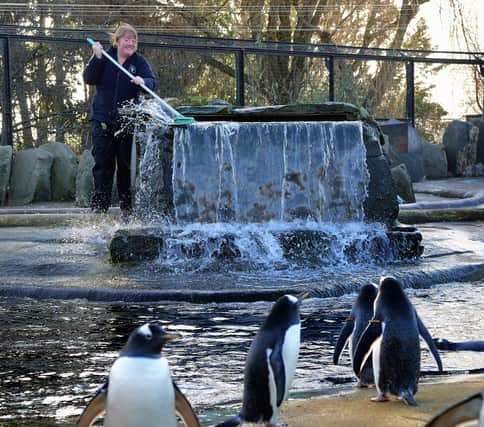 Edinburgh Zoo's penguins are among the favourite attractions