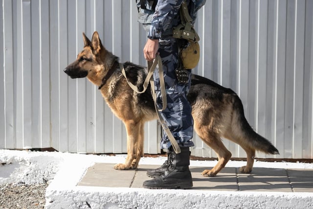 The German Shepherd is what most people think of as the perfect police dog. From chasing down suspects, to sniffing out drugs, this breed is great at all types of law enforcement duties.