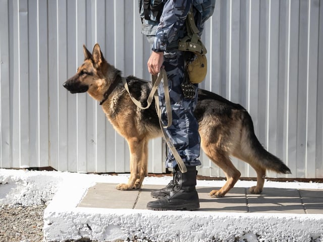 The German Shepherd is what most people think of as the perfect police dog. From chasing down suspects, to sniffing out drugs, this breed is great at all types of law enforcement duties.