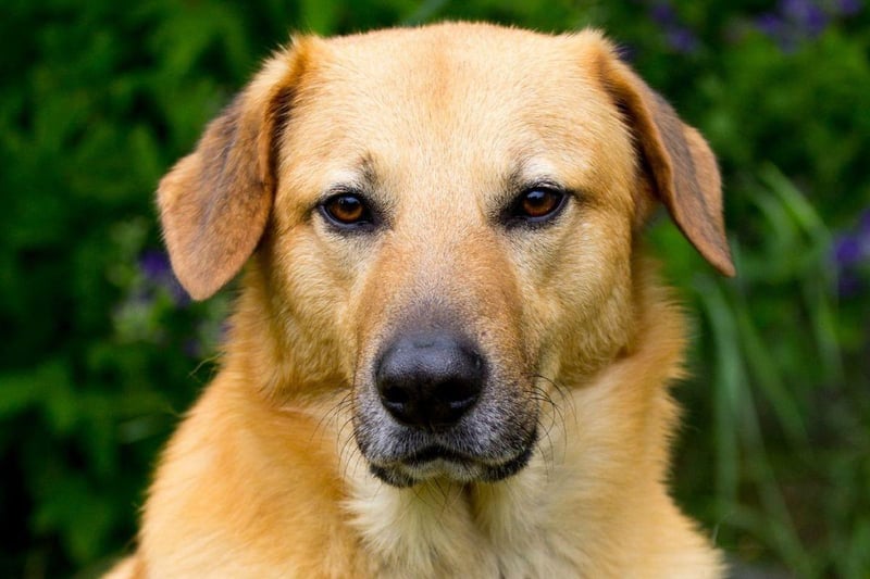 Not to be confused with the helicopter of the same name, the Chinook was named state dog of New Hampshire in 2009. The dog originated in the state, being used as a sled dog from the early 20th century.