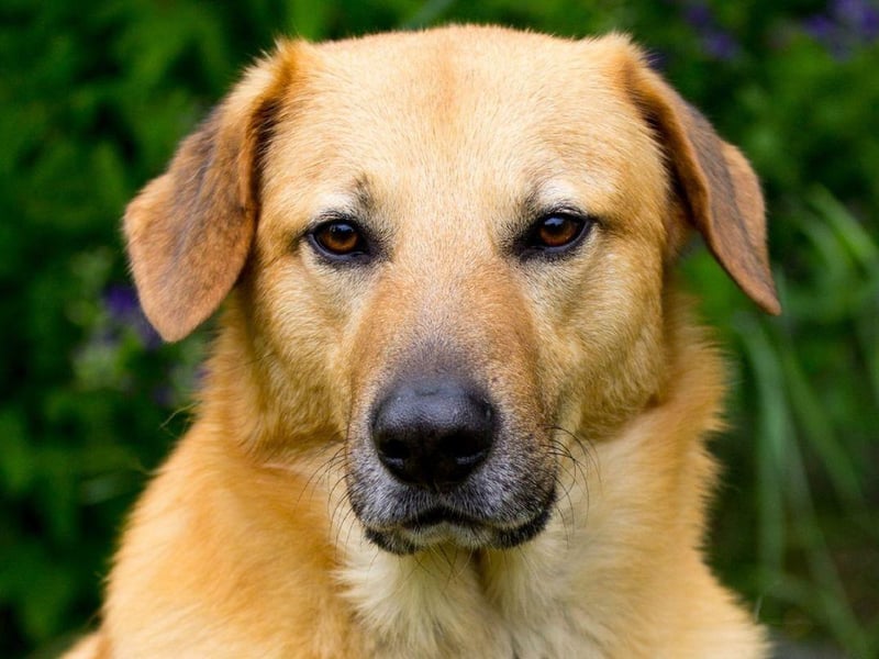 Not to be confused with the helicopter of the same name, the Chinook was named state dog of New Hampshire in 2009. The dog originated in the state, being used as a sled dog from the early 20th century.