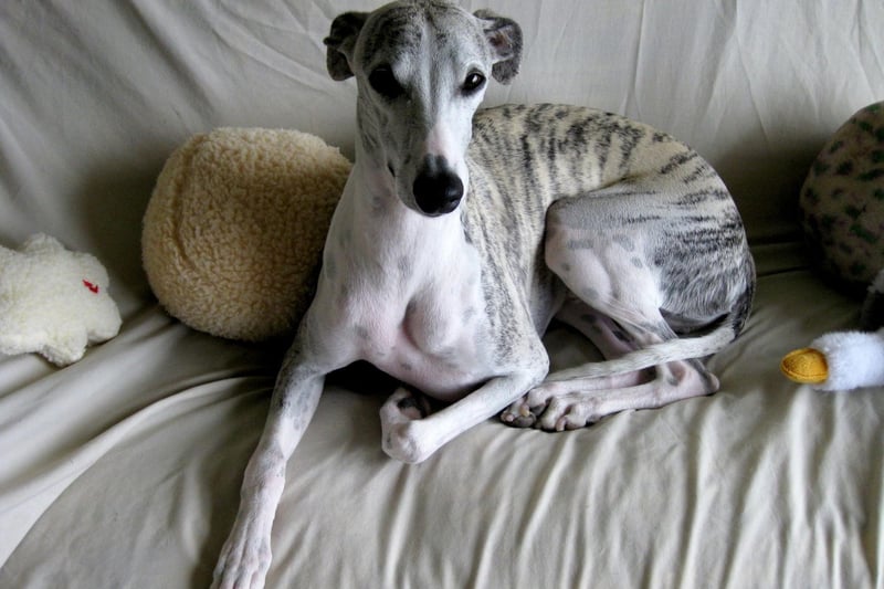 Whippets may be super-fast and incredibly loving but they are also surprisingly lazy and make very bad guard dogs - they'd be unlikely to make a peep even if your house was being broken into.