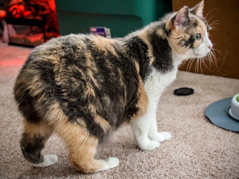 This cute little kitty cat is one of the only breeds with no tail. A playful breed, a Max will love to get involved with a game of fetch and is very friendly while requiring little grooming in comparison to other breeds.