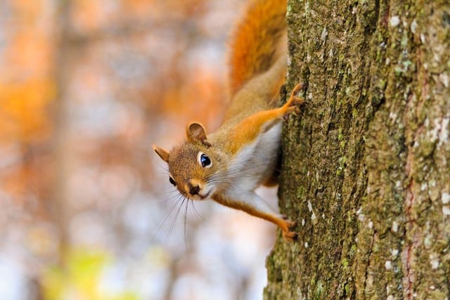 At the 2012 Travelers Championship, a squirrel grabbed a player's ball and carried it off, forcing the golfer to take a penalty.