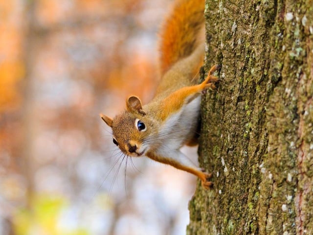 At the 2012 Travelers Championship, a squirrel grabbed a player's ball and carried it off, forcing the golfer to take a penalty.