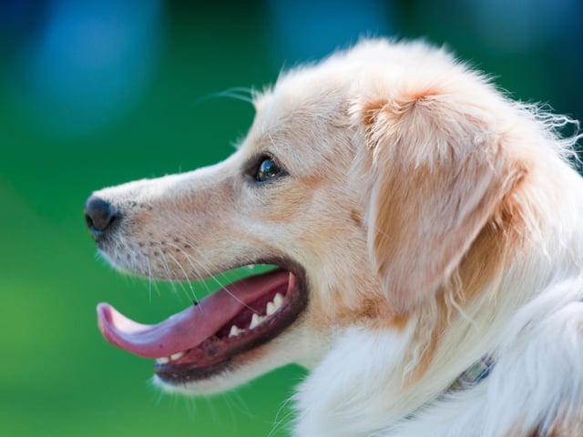 Even if your dog is an active one, avoid walking them between 11am and 3pm. Ideally, go for their strolls in the cool of the early morning or evening, to avoid your dog being too exposed to the heat. Ensure that they stay in the shade for as long as possible too.