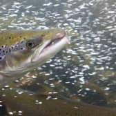Water extraction licences were suspended to help protect salmon and other wildlife in the River Tweed in 2022 as water levels drop to record lows due to a long spell of very dry weather, linked to climate change.