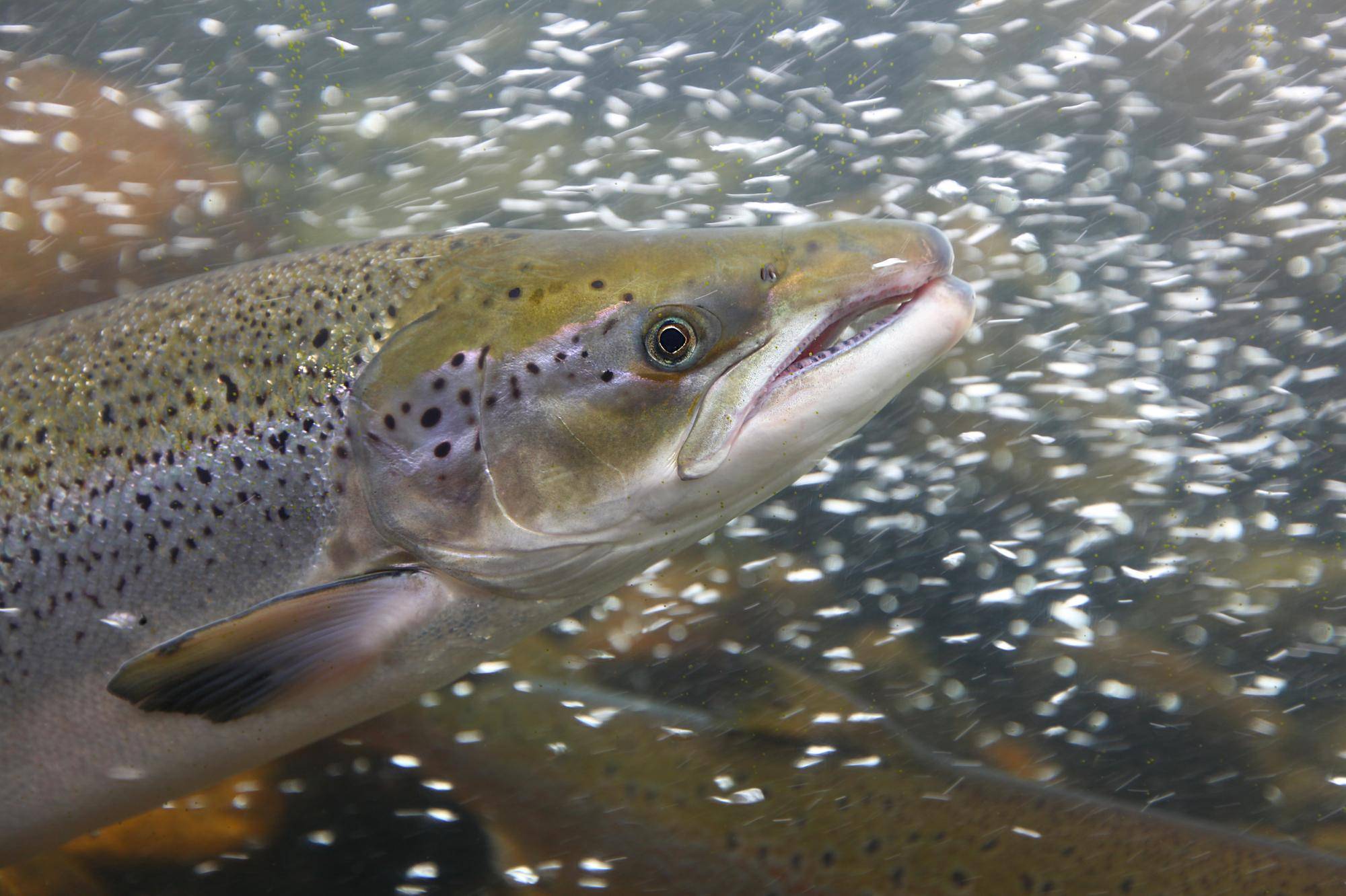 Water extraction licences were suspended to help protect salmon and other wildlife in the River Tweed in 2022 as water levels drop to record lows due to a long spell of very dry weather, linked to climate change.