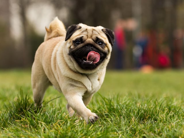 Pugs are singular characters that don't care whet's cool, just what they like. These wee characters aren't interested in anything new, favouring the classic rock of the likes of The Who or Queen.