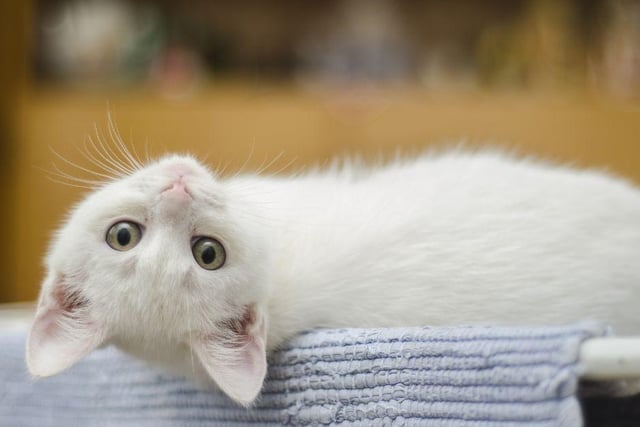 Named after the popular snowy, white flower, Lily is often thought to mean purity and innocence due to its loose connections to the Bible character of Mary.