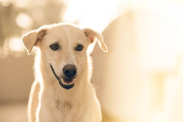 Scotland is falling behind England and Wales in getting laws to protect our dogs against pet theft, writes Dr Ed Hayes of The Kennel Club.
