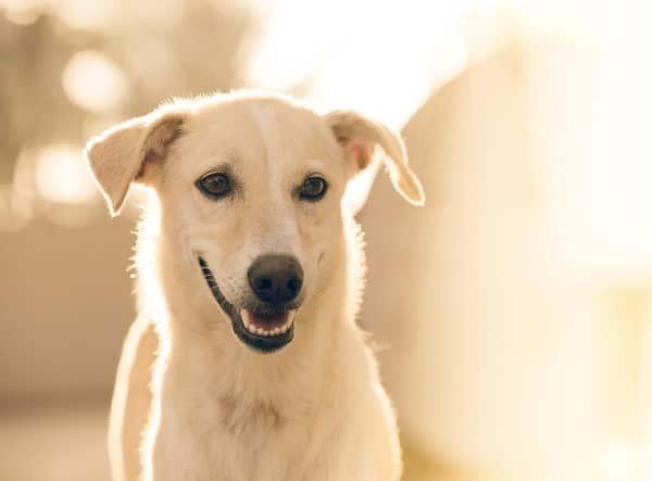 Scotland is falling behind England and Wales in getting laws to protect our dogs against pet theft, writes Dr Ed Hayes of The Kennel Club.