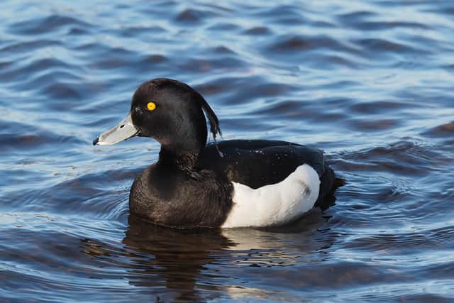 Tufted ducks can also be seen at the loch, while the surrounding area hosts myriad other wildlife
