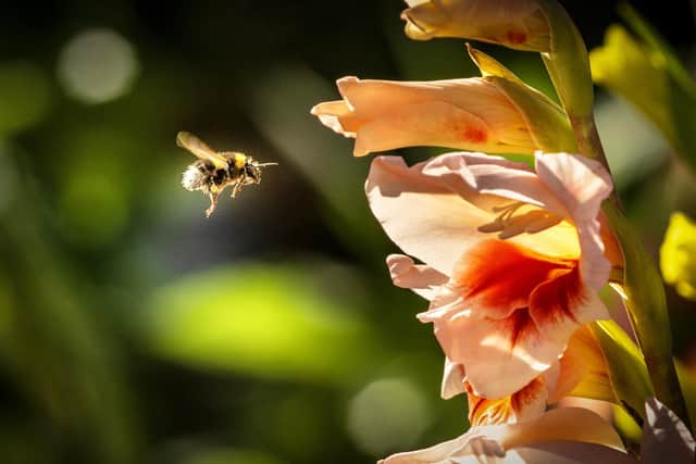 While the Lyle's syrup tin will live on in a modern guise, the future of our bees is far more precarious, writes Laura Waddell. PIC: James Johnstone.