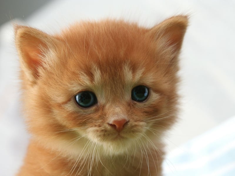 It's perhaps no surprise that Simba is a popular choice since it's the name of one of the most well known Hollywood cat characters - the Lion King himself.