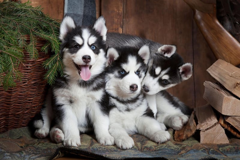 Bred to pull sledges over miles of Arctic tundra, the loyal Siberian Husky tends to cost around £1,500-£1,800.