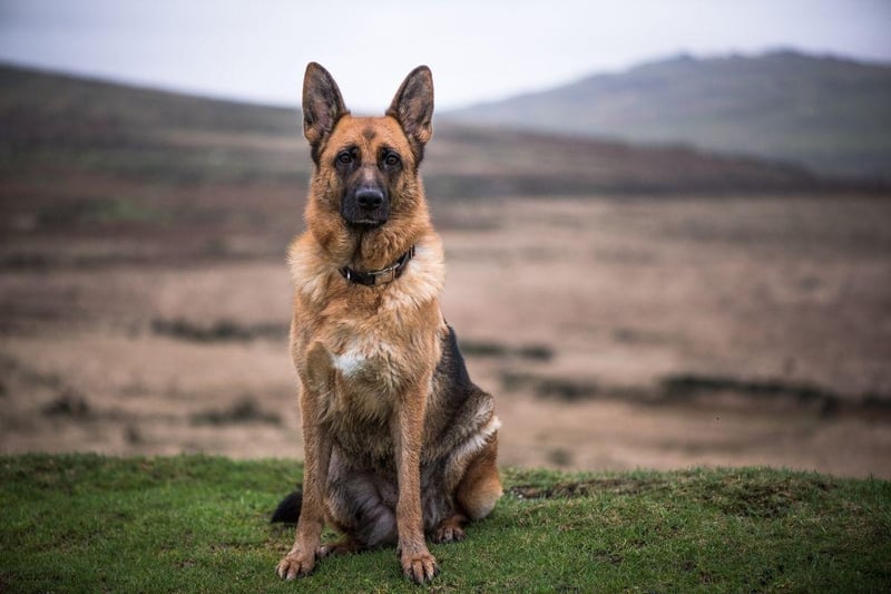 German Shepherds are known for literally putting their life on the line to defend loved ones. It's one of the many positive attributes that makes them great army and police dogs, forming a loyal bond with their handlers.
