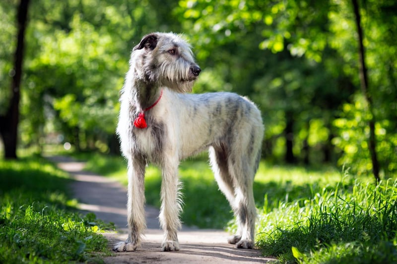 The world's tallest breed of dog is also one of its most short-lived, with an average livespan of 6-10 years.