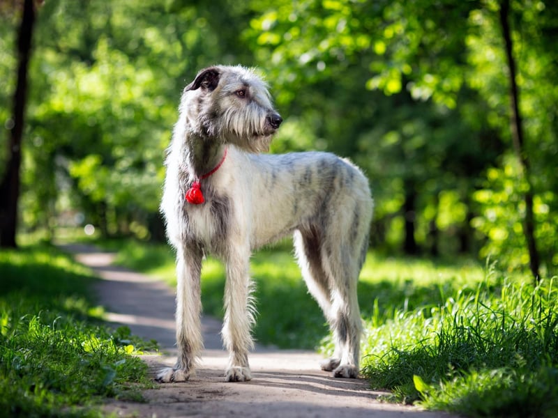 The world's tallest breed of dog is also one of its most short-lived, with an average livespan of 6-10 years.