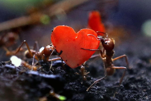 Leafcutter ants carrying peppers cut into the shape of hearts at Blair Drummond Safari Park in 2020.