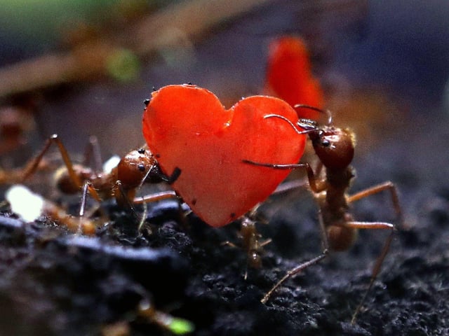 Leafcutter ants carrying peppers cut into the shape of hearts at Blair Drummond Safari Park in 2020.