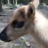 This little cutie is one of two forest reindeer calves born at the Highland Wildlife Park in May