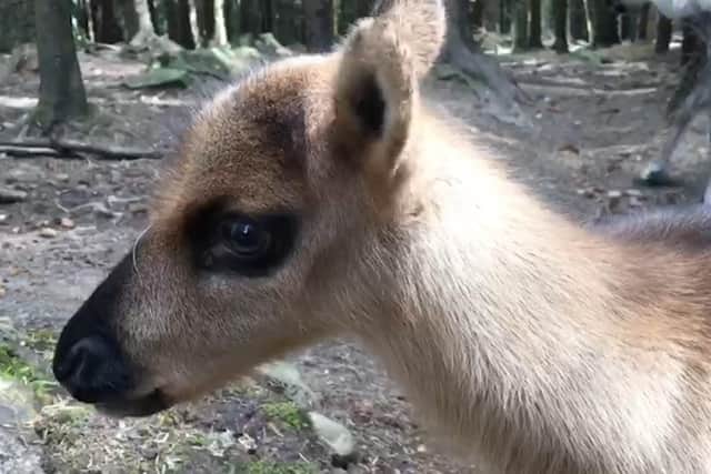 This little cutie is one of two forest reindeer calves born at the Highland Wildlife Park in May