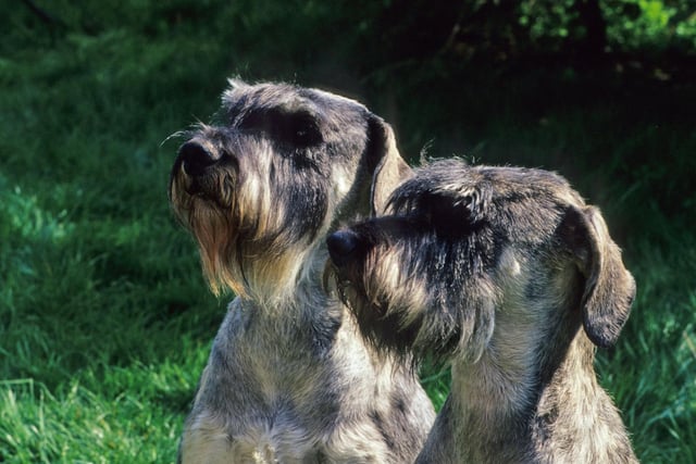 A schnuggle of schnauzers is the preferred term for a group of this most loving of breeds.