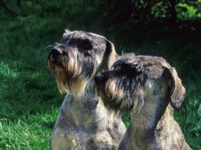 A schnuggle of schnauzers is the preferred term for a group of this most loving of breeds.