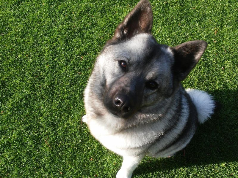 An ancient breed from Scandinavia, the Norwegian Elkhound was a favourite dog of the Vikings, who used them to guard camps from bears and moose. Nowadays they'll be more interested in what's left on your plate.