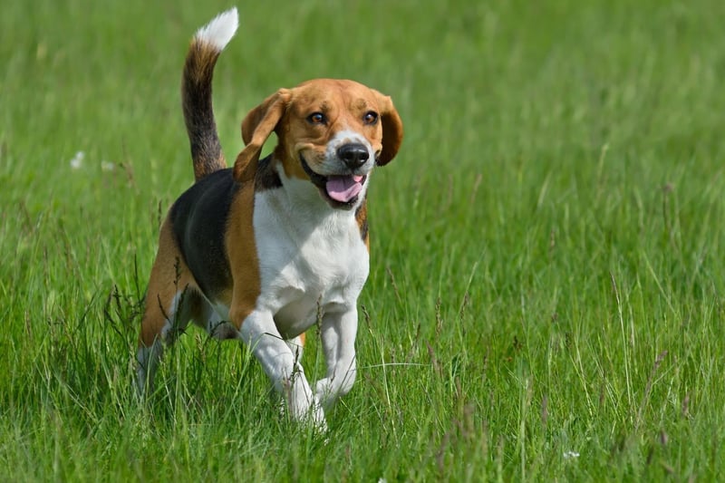 The Beagle's white-tipped tail is no accident - they were bred to have this feature so that hunters could easily see their dogs in long grass.
