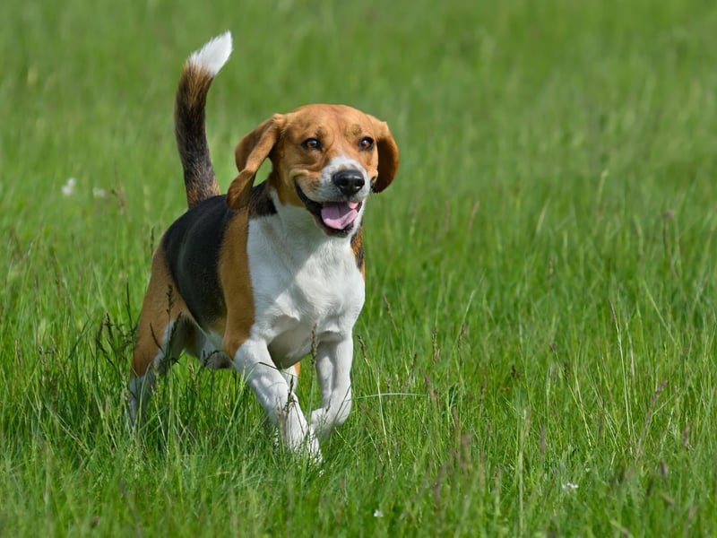 The Beagle's white-tipped tail is no accident - they were bred to have this feature so that hunters could easily see their dogs in long grass.