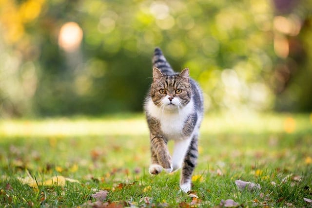 It is not unusual for a cat to sleep for the majority of the day, so sometimes a quick fire zoomie allows them to get out their pent-up energy after a day of rest. Bit like a human really, isnt it?