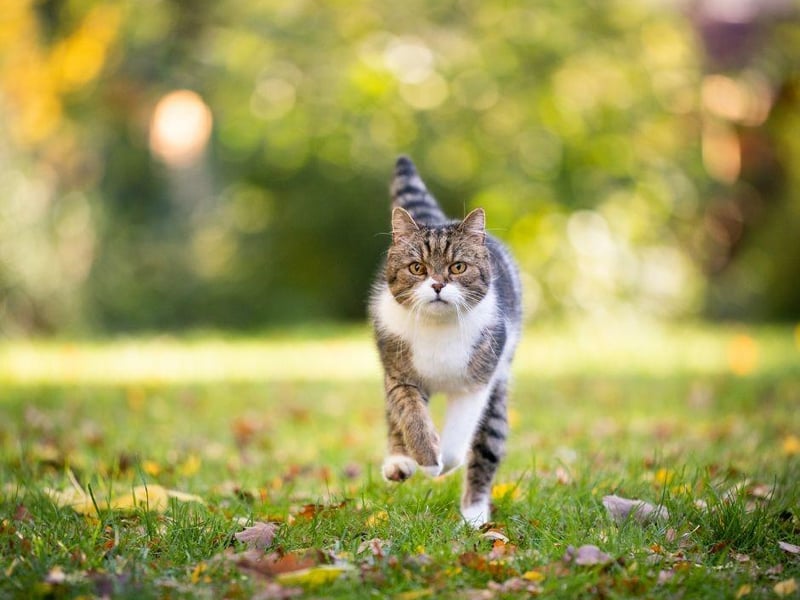 It is not unusual for a cat to sleep for the majority of the day, so sometimes a quick fire zoomie allows them to get out their pent-up energy after a day of rest. Bit like a human really, isnt it?