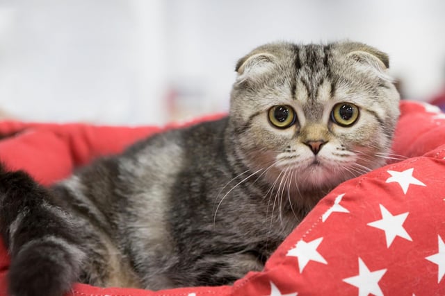 The adorable Scottish Fold cat breed is famous for its folded ears and its loving, easy going nature. They 'speak' very gently and are known to be very friendly with other cats, dogs and animals in the household.