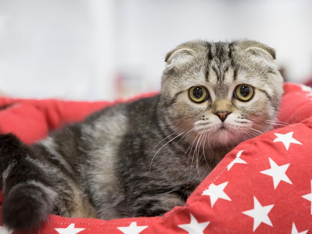 The adorable Scottish Fold cat breed is famous for its folded ears and its loving, easy going nature. They 'speak' very gently and are known to be very friendly with other cats, dogs and animals in the household.