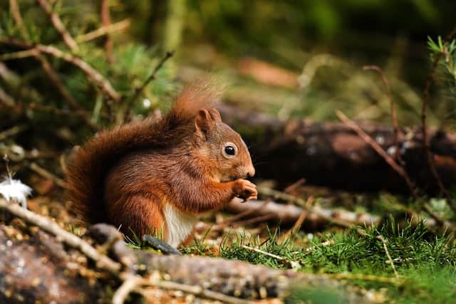 A red squirrel in the Trossachs (Photo by Jeff J Mitchell/Getty Images)