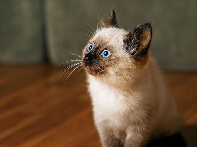 Essentially a long haired Siamese cat, the Balinese breed love to investigate and - much like the Siamese - they make sure you know when they need a chat!