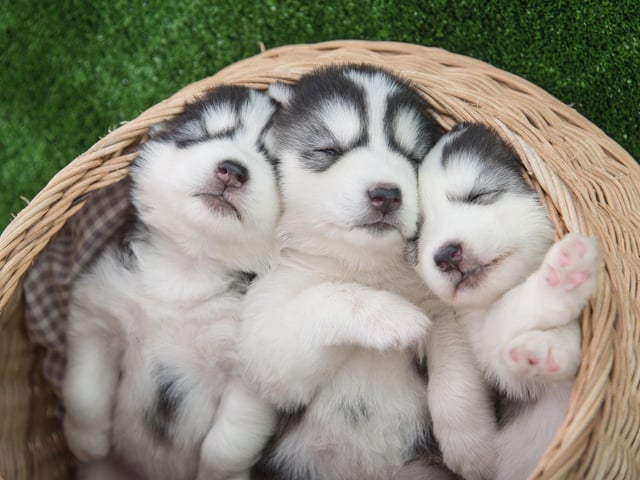 Huskies are incredibly good at controlling their own metabolism, to the extent that scientists aren't able to fully explain how they do it. It means they are able to run for hours in cold temperatures without much food.