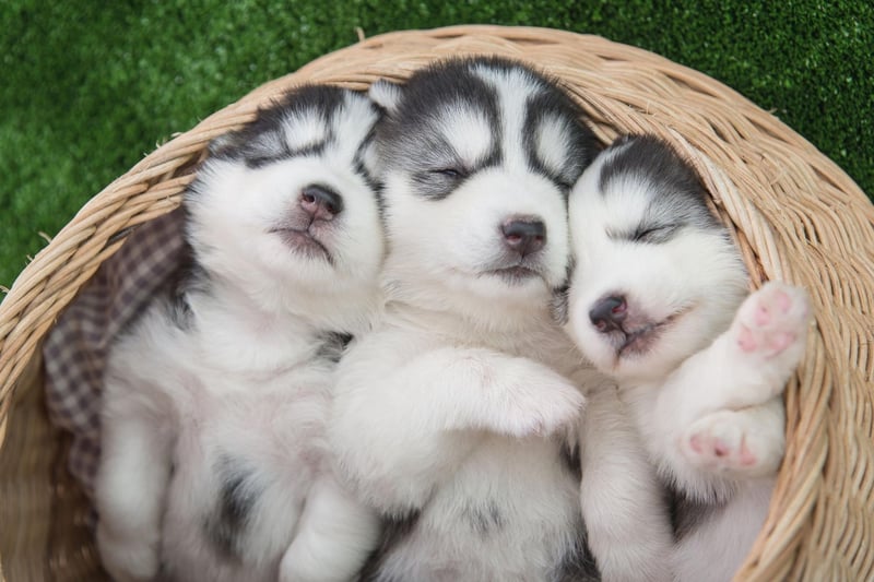 Huskies are incredibly good at controlling their own metabolism, to the extent that scientists aren't able to fully explain how they do it. It means they are able to run for hours in cold temperatures without much food.